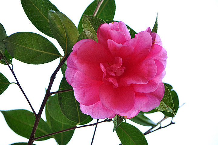 山茶花