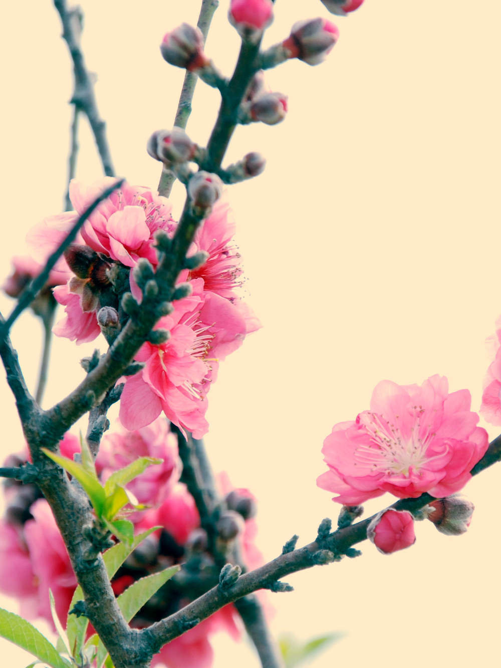 松湖春暖桃花开