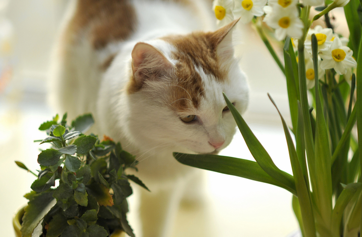 小花猫与水仙花