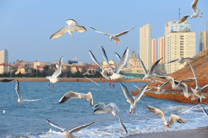 海鸥