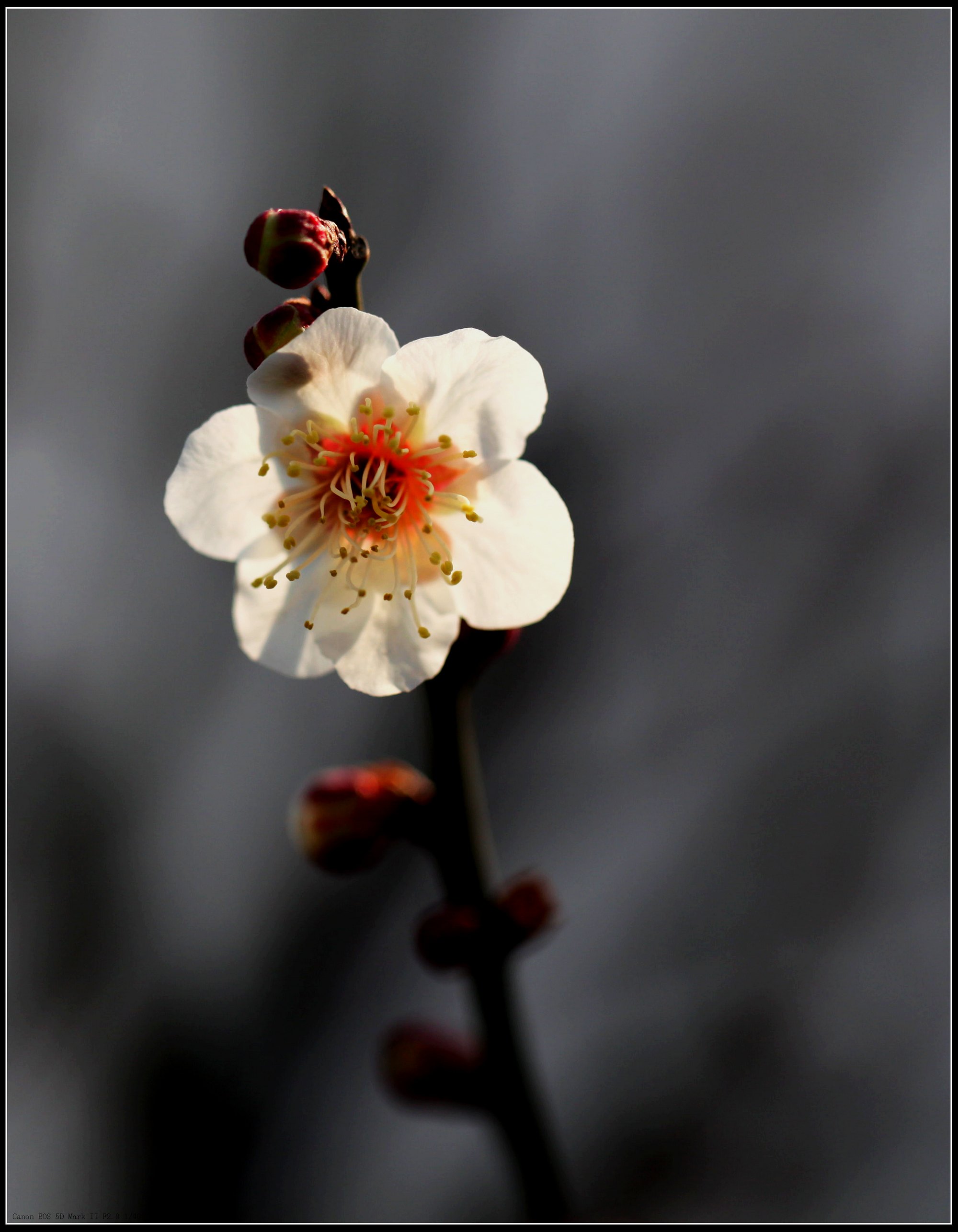 梅花香自苦寒来