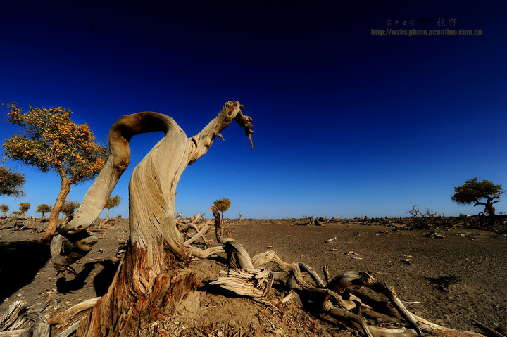 【新疆旅游摄影第六季节---怪树林摄影图片】额