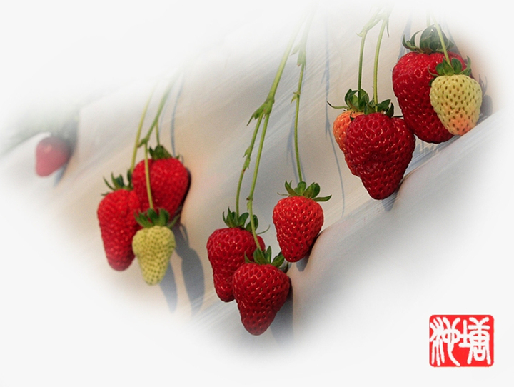 【好鲜的草莓!摄影图片】北京昌平生态摄影