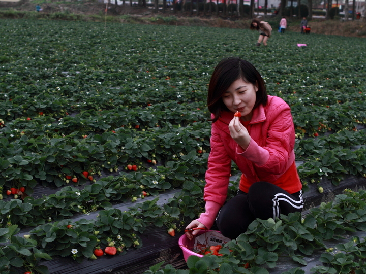 【摘草莓的女孩摄影图片】珠海人像摄影_老李的博客_太平洋电脑网摄影部落