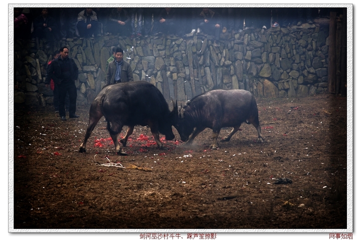 剑河巫沙村斗牛,踩芦笙掠影