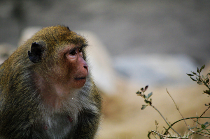 【武汉马鞍山森林公园的猴和鸽子摄影图片】武