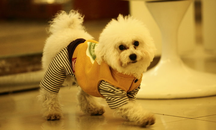 【狗哥传说摄影图片】苏州生态摄影_海之遥青