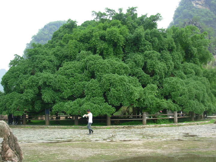 桂林大榕树公园