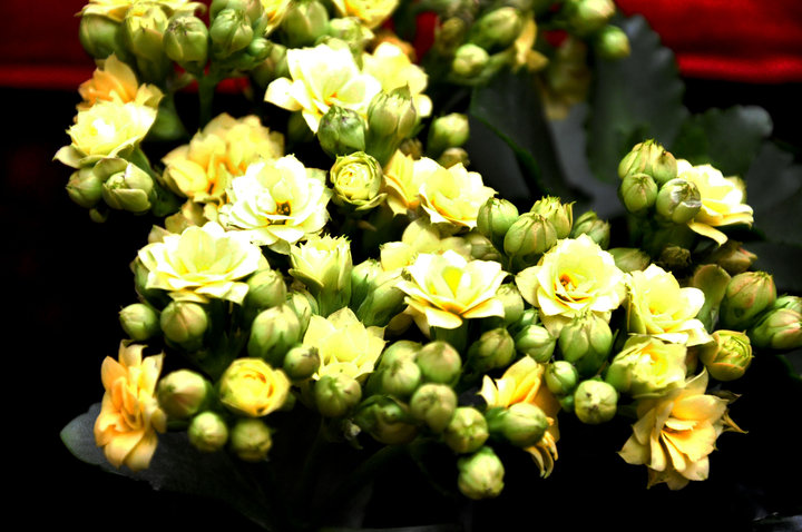 【西安花卉市场摄影图片】西安南二环花卉市场