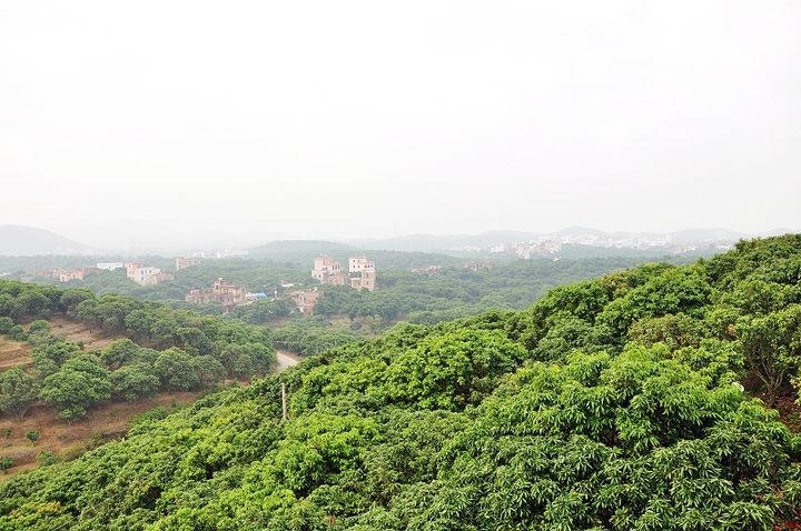 【荔枝之乡根子镇摄影图片】广东省茂名市高州