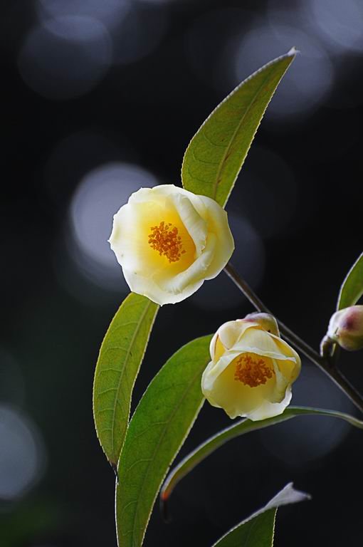 【金茶花摄影图片】广州市生态摄影_太平洋电脑网摄影部落