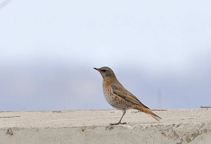 头白灵,红隼,楔尾伯劳摄影图片】河北邢台生态
