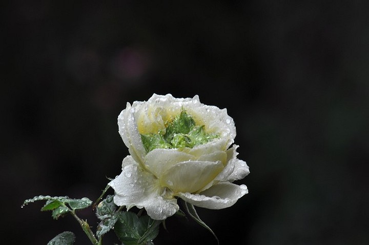 【雨中花摄影图片】余姚生态摄影