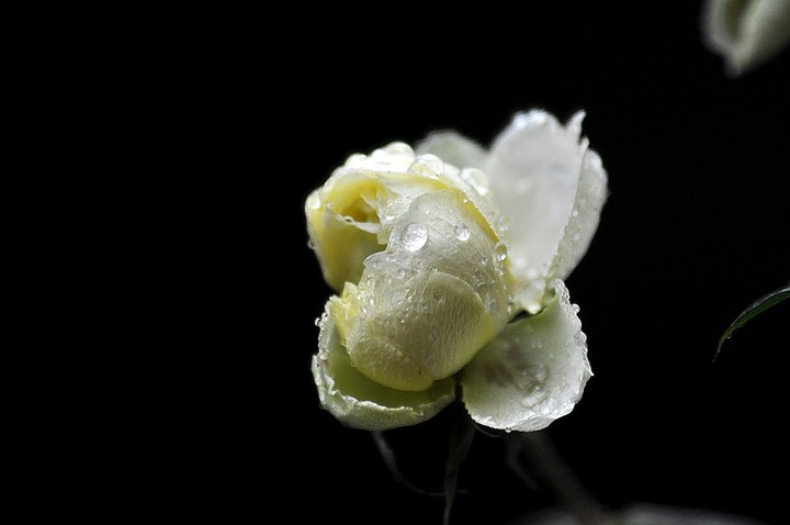 【雨中花摄影图片】余姚生态摄影