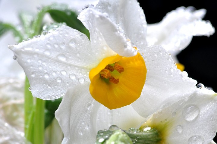 【雨中花摄影图片】余姚生态摄影