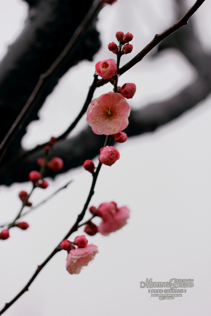 雨中梅花