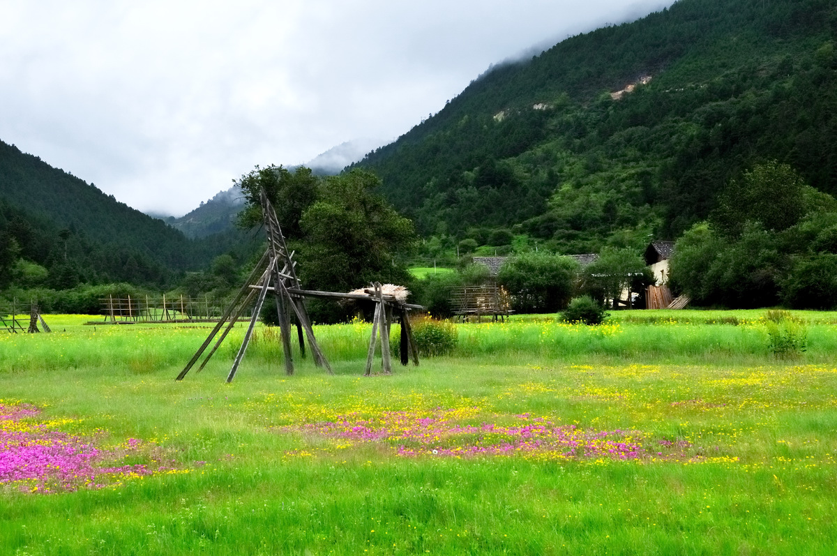 香格里拉鲜花草地