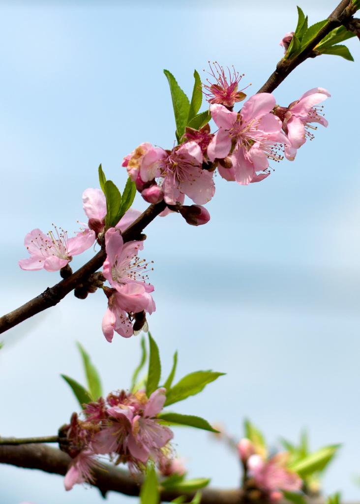 三月桃花