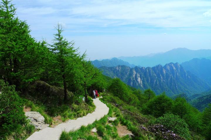 太白山杜鹃林