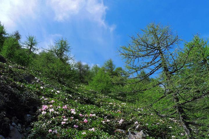 【太白山杜鹃林摄影图片】秦岭太白山风光摄影_xinlianyong_太平洋