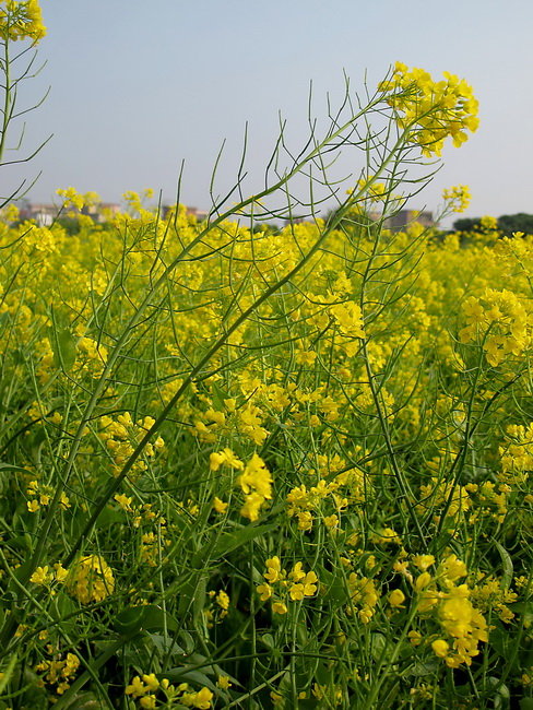 油菜花