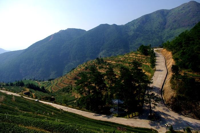 大芹山名峰茶庄