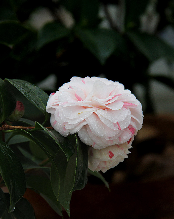 茶花喜迎春