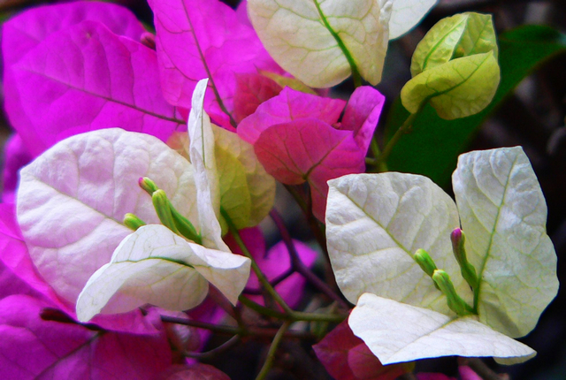 【攀枝花的花--2摄影图片】攀枝花生态摄影
