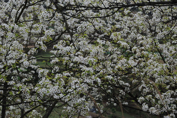 3.10梨花盛开的季节 (共p)