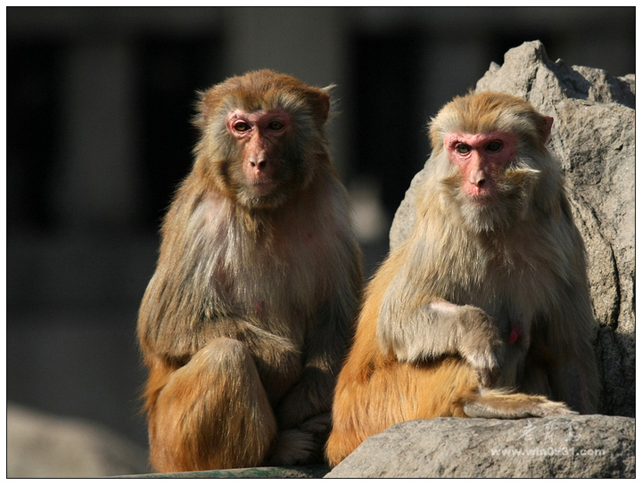 【公园猴趣摄影图片】济南金牛公园生活摄影