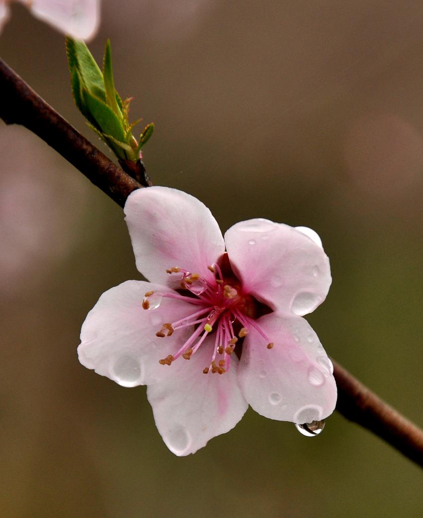 雨后桃花