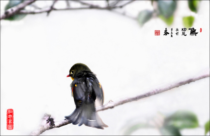 【写意摄画--相思鸟摄影图片】南京生态摄影_