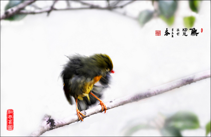 【写意摄画--相思鸟摄影图片】南京生态摄影_