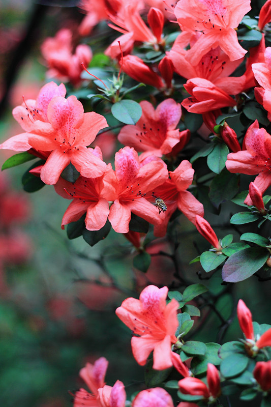 杜鹃花@中山大学