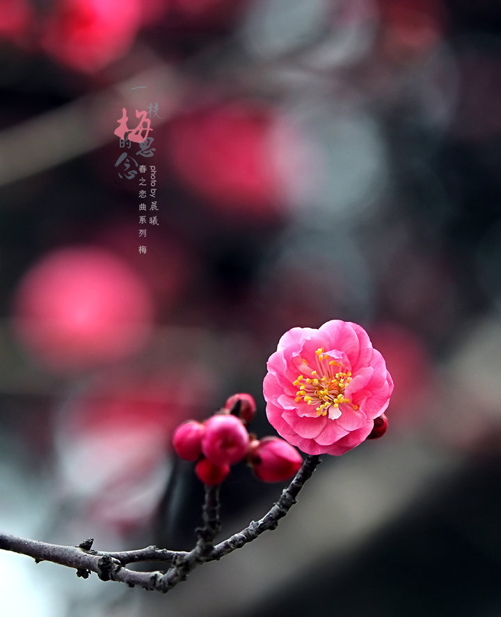 一支梅的思念