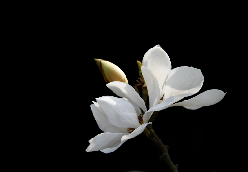 洁白的玉兰花(二)