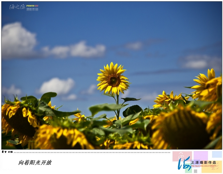 迎着出升的太阳