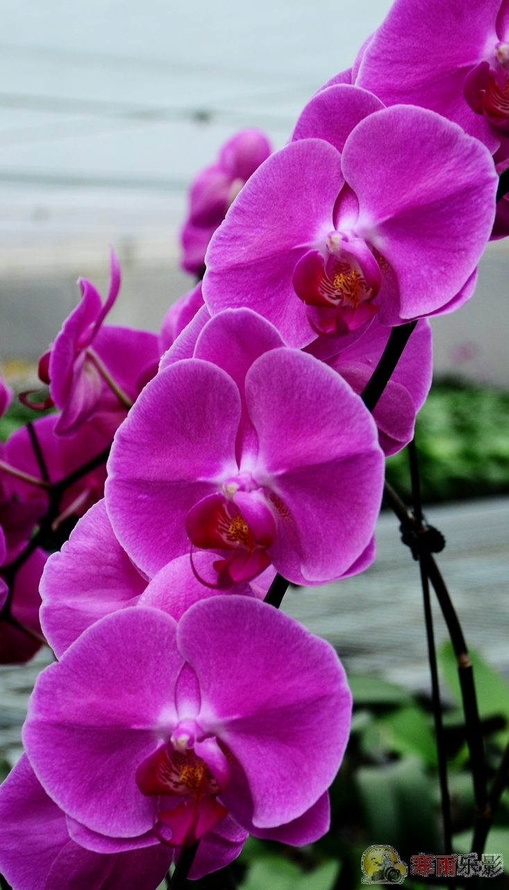 蝴蝶兰花语