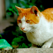猫咪的眼神