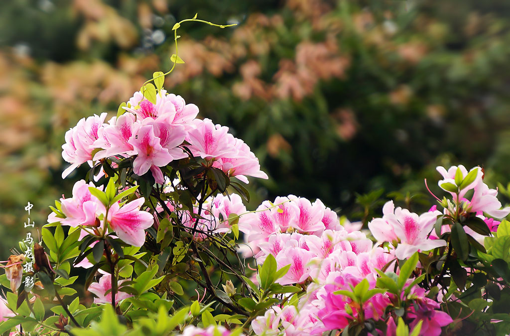 杜鹃花发映山红