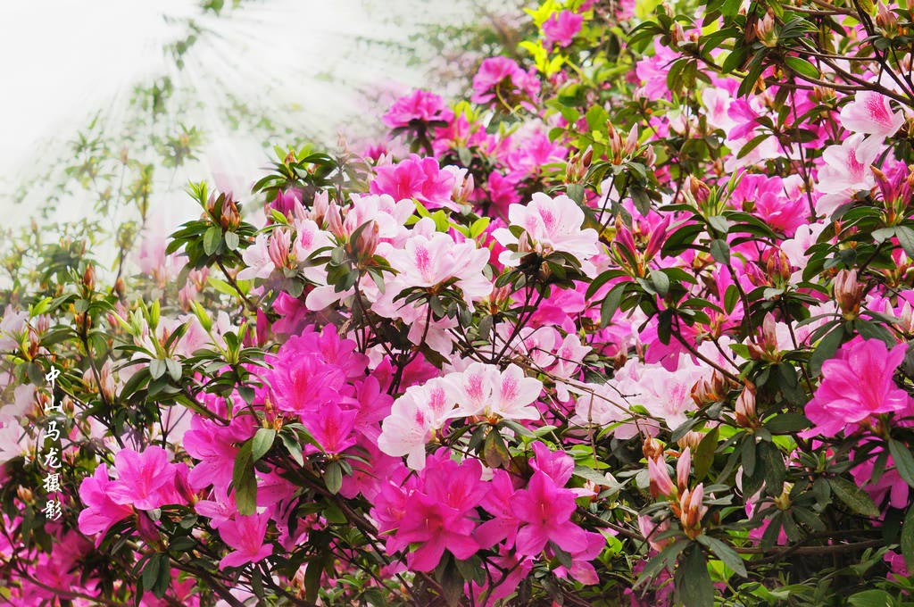 杜鹃花发映山红