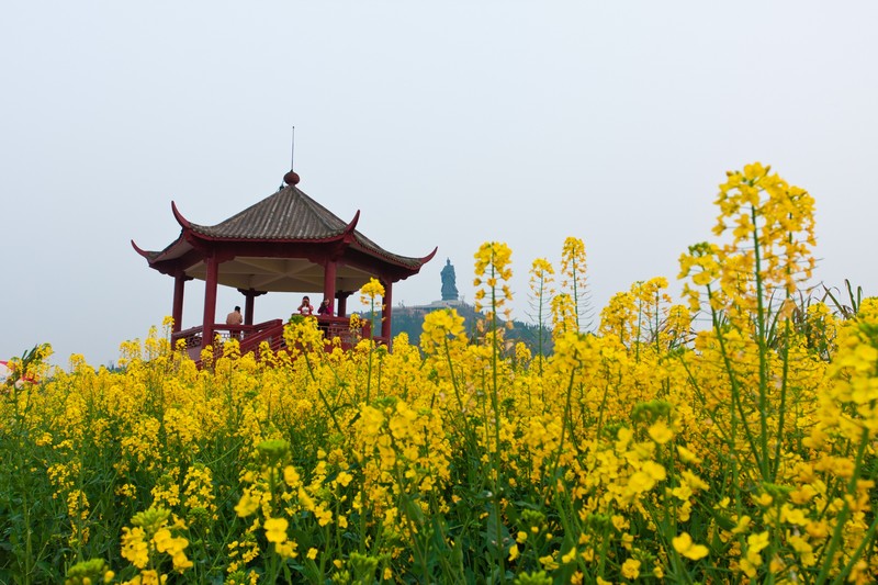 潼南崇龛油菜花