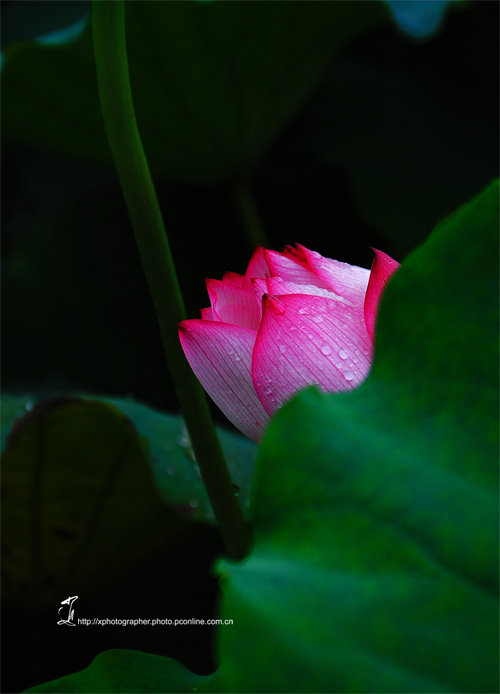 清高出俗