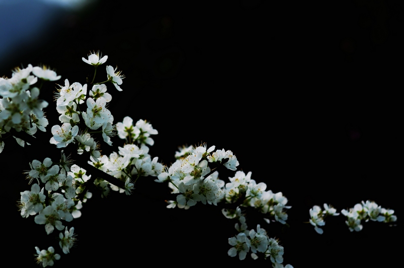 桃李花开