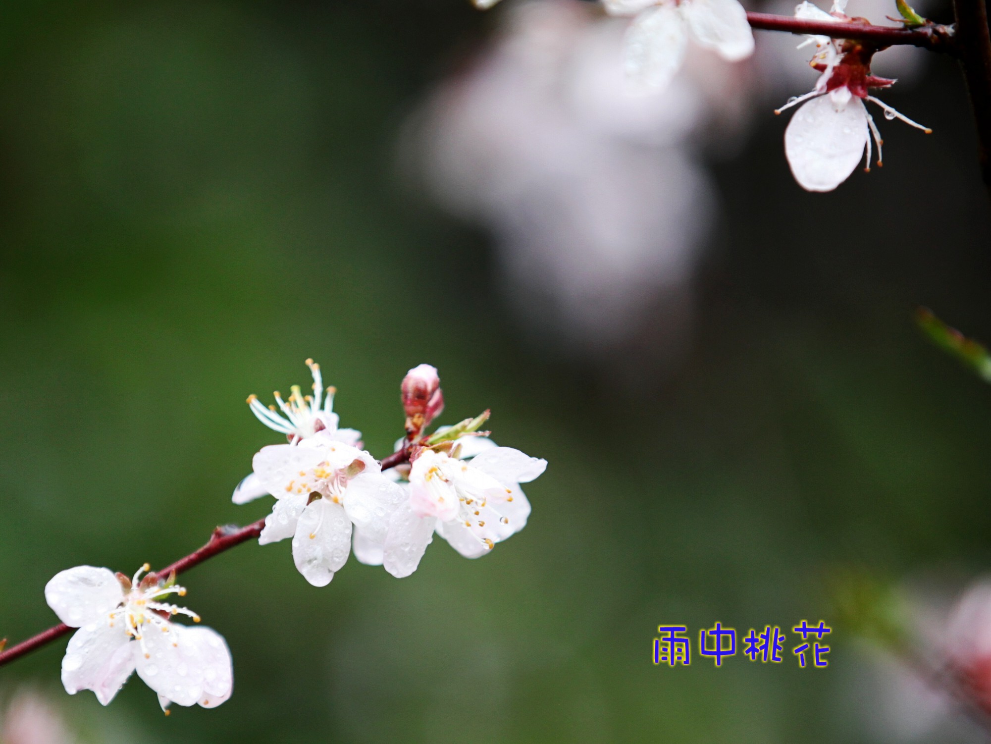 雨中桃花