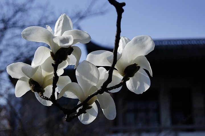 上海市花--白玉兰