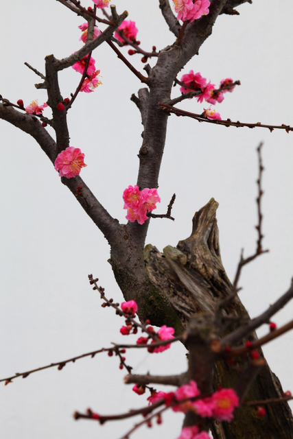 2012梅花桩