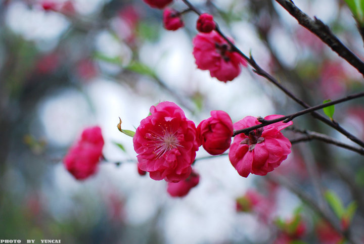 【桃红柳绿又一春摄影图片】广西钦州市生态摄