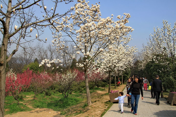 南京梅花山