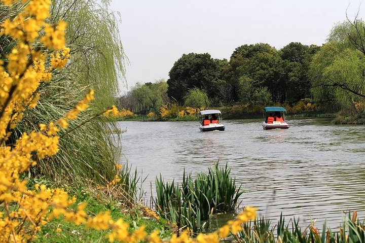 【上海樱花节摄影图片】上海顾村公园生态摄影